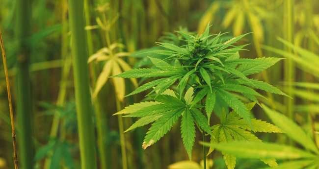 ganja, arrest