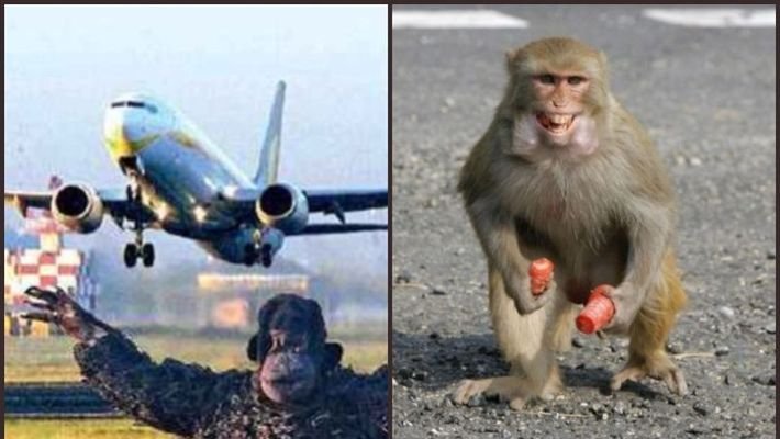 AHEMMADABHAD, MONKEY, AIRPORT
