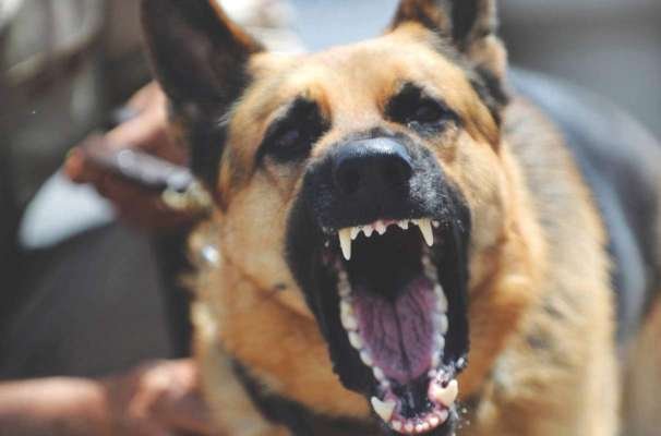 thrisur, strey dog